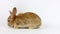 Small fluffy handmade domestic brown rabbit lies on a white background