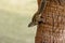 A small fluffy Indian palm squirrel climbs down a tree trunk