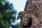 A small fluffy Indian palm squirrel climbs down a tree trunk