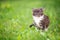 Small fluffy playful gray Maine Coon kitten with white breast is walking on the green grass