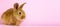 a small fluffy rabbit on a pink background. Conceptual banner for Easter. Easter live hare on a pastel pink background