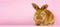 a small fluffy rabbit on a pink background. Conceptual banner for Easter. Easter live hare on a pastel pink background