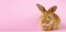 a small fluffy rabbit on a pink background. Conceptual banner for Easter. Easter live hare on a pastel pink background