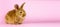 a small fluffy rabbit on a pink background. Conceptual banner for Easter. Easter live hare on a pastel pink background