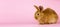 a small fluffy rabbit on a pink background. Conceptual banner for Easter. Easter live hare on a pastel pink background