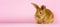 A small fluffy rabbit on a pink background. Conceptual banner for Easter. Easter live hare on a pastel pink background