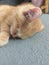 Small fluffy sleeping ginger Kitten