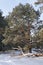 Small fluffy snowy fir trees grow in a nursery