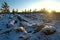 Small fluffy snowy fir trees grow at sunset