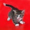 Small fluffy striped kitten plays on red