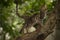 a small fluffy tabby cat poses for the camera and climbs a tree