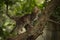 a small fluffy tabby cat poses for the camera and climbs a tree