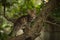 a small fluffy tabby cat poses for the camera and climbs a tree