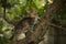 a small fluffy tabby cat poses for the camera and climbs a tree