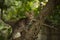 a small fluffy tabby cat poses for the camera and climbs a tree