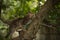 a small fluffy tabby cat poses for the camera and climbs a tree