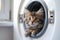 A small fluffy tabby kitten looks out of the washing machine in the bathroom. Cat in the laundry room