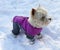Small fluffy white dog West Highland White Terrier Westie in a bright overalls with some snow on his face