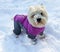 Small fluffy white dog West Highland White Terrier Westie in a bright overalls with some snow on his face