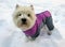 Small fluffy white dog West Highland White Terrier Westie in a bright overalls with some snow on his face