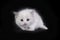 Small fluffy white kitten breed Ragdoll sits on a black background