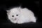 Small fluffy white kitten breed Ragdoll sits on a black background
