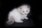 Small fluffy white kitten breed Ragdoll sits on a black background