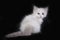 Small fluffy white kitten breed Ragdoll sits on a black background