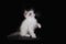Small fluffy white kitten breed Ragdoll sits on a black background