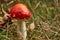 Small fly agaric Amanita Muscaria in early development missing the white dots shot in autumn in a forest