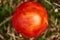 Small fly agaric Amanita Muscaria in early development missing the white dots shot in autumn in a forest, top view