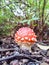 Small fly agaric in forest