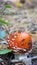 Small fly agaric in the forest