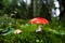 Small Fly Agaric mushroom