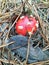 small fly agaric under branches and leaves in a pine forest close-up