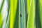 Small fly bug on green reed, close up photo