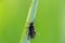 Small fly bug on green reed, macro photography