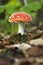 Small flyagaric