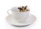 Small flying squirrel in white ceramic cup.