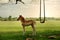 A small foal on a green meadow near a simple swing