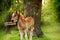 A small foal on a green meadow near a simple swing