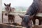 Small foal and a horse eat hay