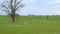 Small foal jumps and gallops in a street paddock.Frolicking foal