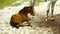 Small foal lies in the sand near the white horse