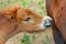 Small foal near the mother horse asking to eat