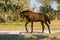 A small foal walks in the evening on the grass