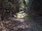 Small foot Path through green spring spruce tree and beech forest in golden hour light