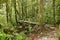 Small Footbridge In The Amazon Rainforest