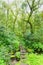 Small footbridge in the forest