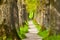 Small footpath through a alley with oak trees